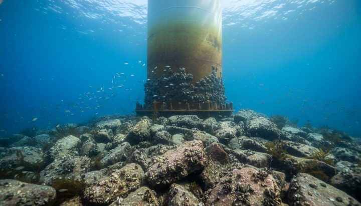 Экологи внедряют стандарт восстановления устричных рифов в ветроэнергетике